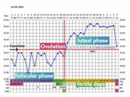 cycle chart, fertility awareness method, whole woman wellness, alyssa chavez