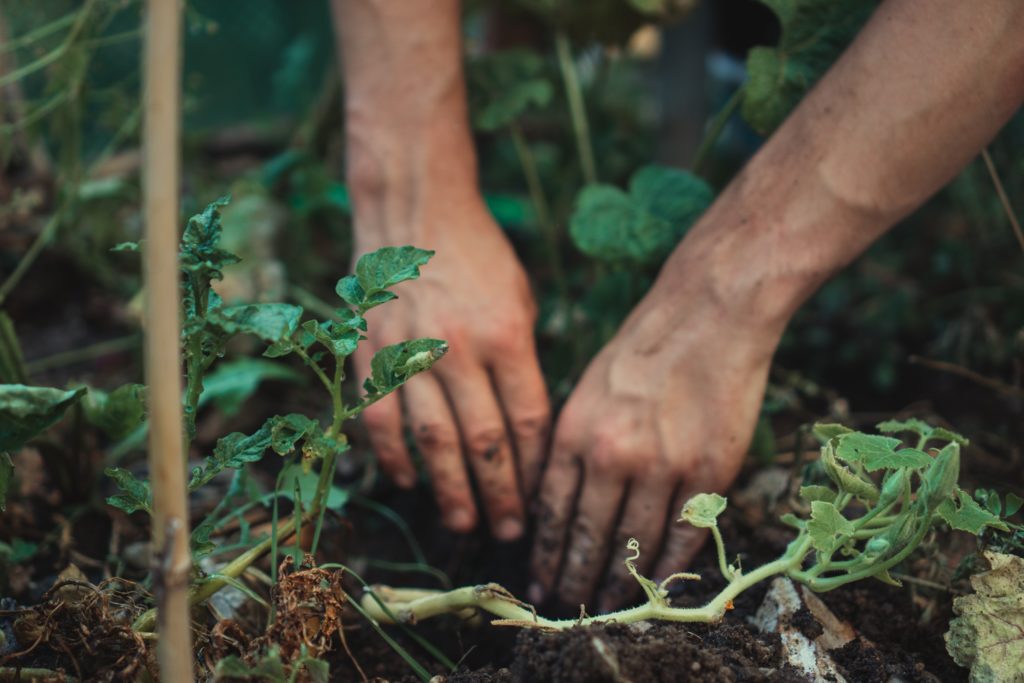 woman planting garden